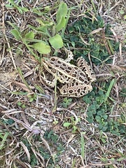 Lithobates pipiens