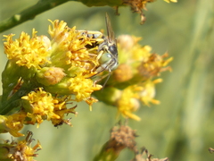 Bembix