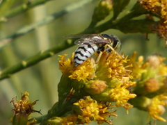 Bembix