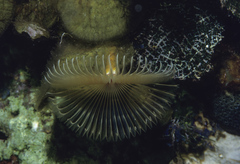 Sabellidae