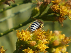 Bembix