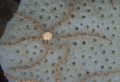 Ophiothrix suensoni