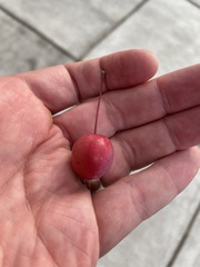 Malus prunifolia
