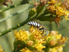 Bembix
