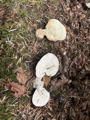 Trametes elegans
