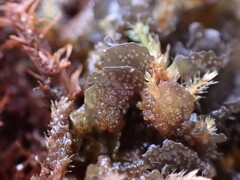 Scytinium polycarpum