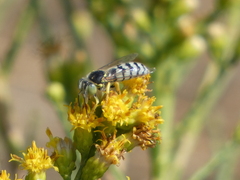 Bembix