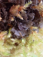 Scytinium polycarpum