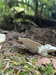 Trametes elegans