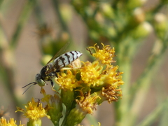 Bembix