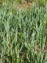 Paspalum floridanum