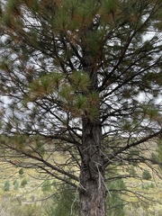 Pinus