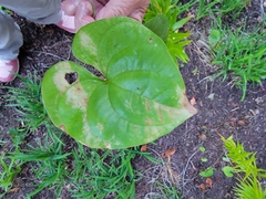 Dioscorea polystachya