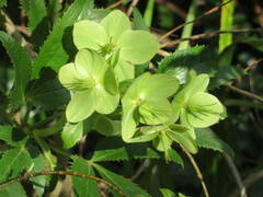 Helleborus