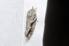 Agriophara confertella