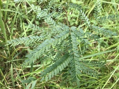 Gleditsia triacanthos