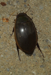 Dytiscus verticalis