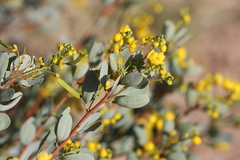Senna artemisioides alicia