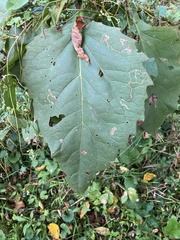 Silphium perfoliatum