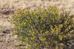 Senna artemisioides alicia