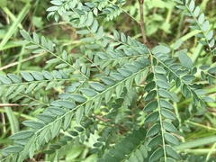 Gleditsia triacanthos