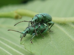 Phyllobius maculicornis
