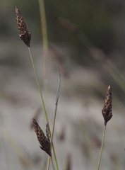 Ecdeiocolea monostachya