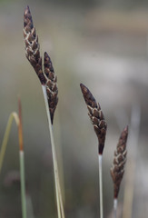 Ecdeiocolea monostachya