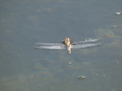 Pantala hymenaea