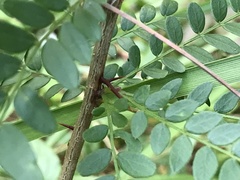Gleditsia triacanthos