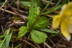 Anemonastrum richardsonii