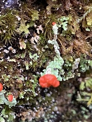Cladonia cristatella