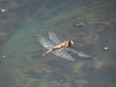 Pantala hymenaea