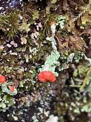 Cladonia cristatella