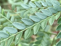 Gleditsia triacanthos