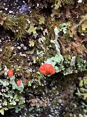 Cladonia cristatella