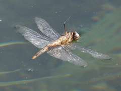 Pantala hymenaea