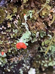 Cladonia cristatella