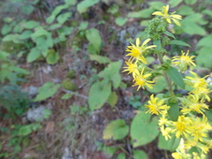 Solidago squarrosa