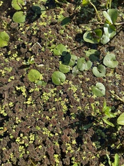 Azolla microphylla