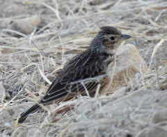 Mirafra javanica