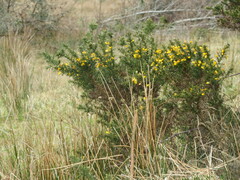 Ulex europaeus