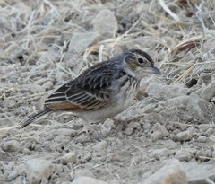Mirafra javanica