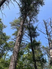 Pinus banksiana