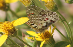 Parnassius smintheus