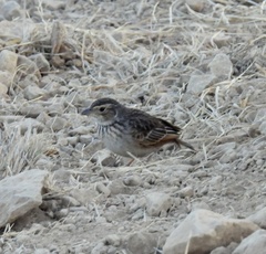Mirafra javanica