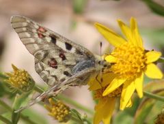 Parnassius smintheus