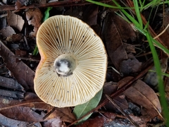 Lactifluus
