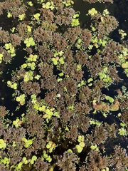 Azolla microphylla