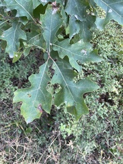 Quercus ellipsoidalis